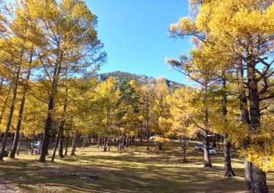 Бамовская ода «железному дереву» тайги
